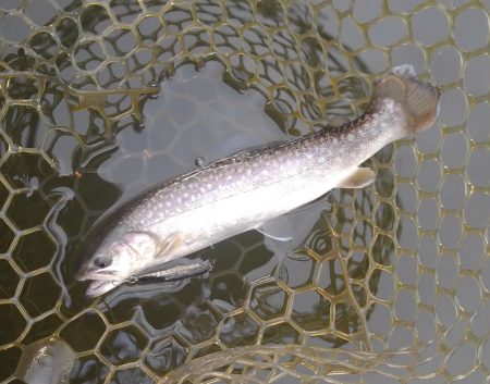 大安トラウトレイク 釣果
